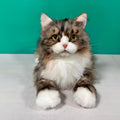 Adopt Fjord the Norwegian Forest Cat – Handmade Life-Size Companion & Memorial