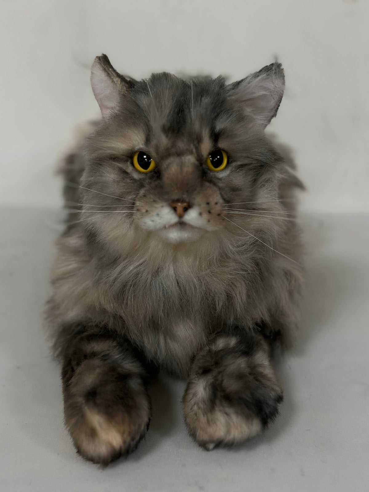 Adopt Hazel the American Tabby Longhair – Handmade Life-Size Companion & Memorial